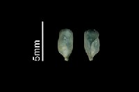 藏品(斑帶圓捲螺)的圖片